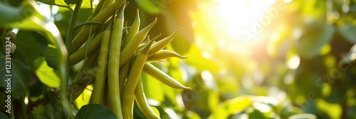 Healthy green beans stretching towards the sunlight on a leafy bean plant, green beans, beans in plant