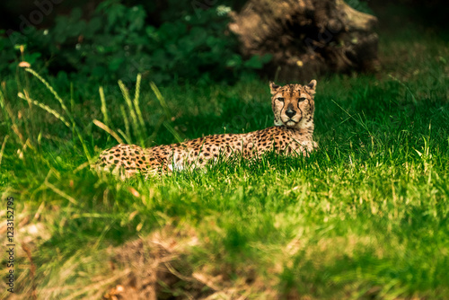 leopard in short grass