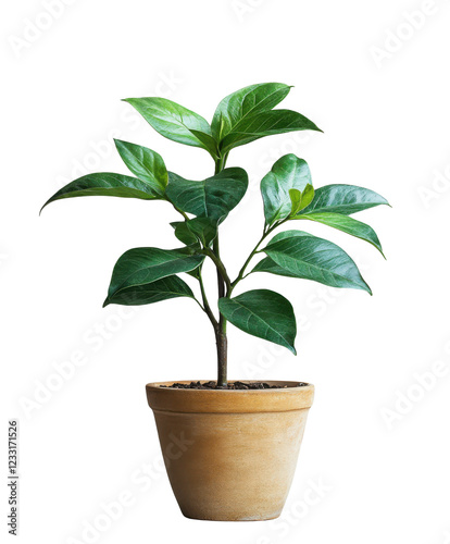 Wallpaper Mural New Life Begins: A vibrant green plant sprouts from rich soil in a terracotta pot, symbolizing growth, resilience, and the promise of a fresh start.   Torontodigital.ca