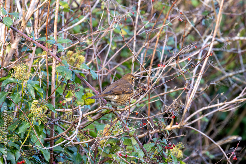 Song Thrush (Turdus philomelos), common in woodlands and gardens across Europe. Father Collins Park, Dublin. Song Thrush (Turdus philomelos), common in woodlands and gardens across Europe. Father Collins Park, Dublin.