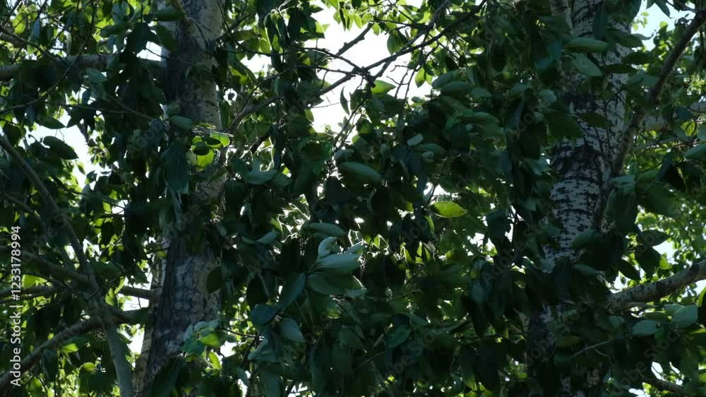A close-up, backlit view of the green leaves that are blown by the midday breeze, calming meditating natural background A close-up, backlit view of the green leaves that are blown by the midday breeze, calming meditating natural background