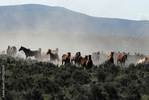 Herd of Horses