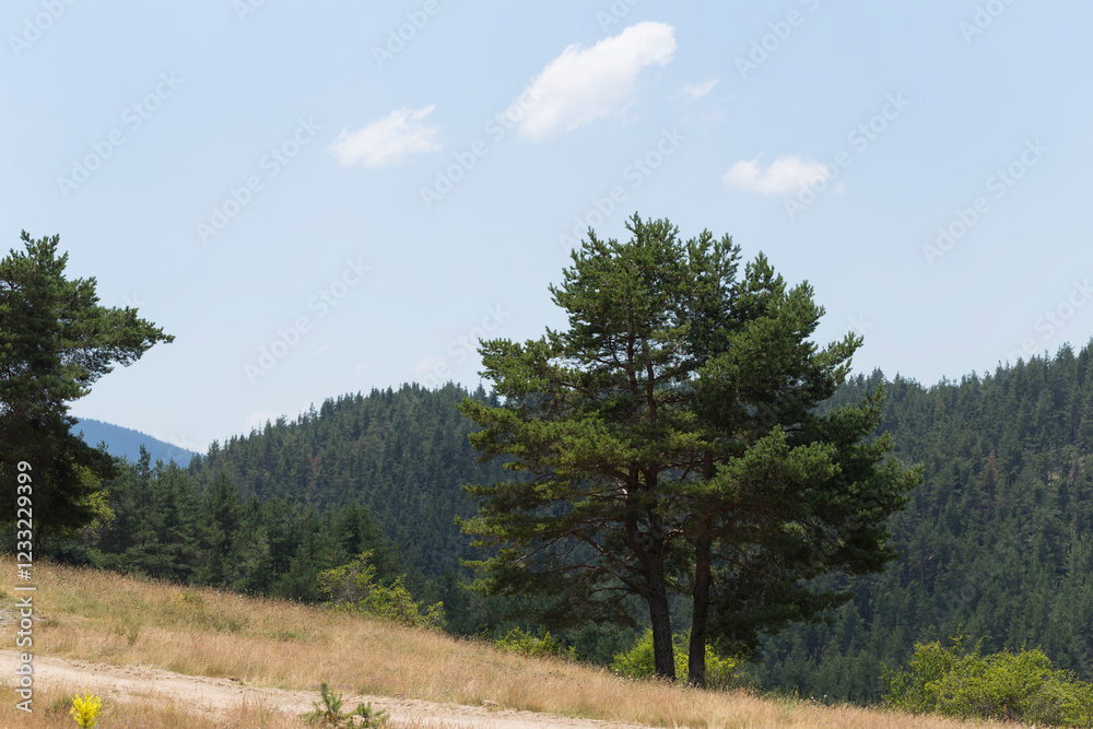 Rhodopes, are a mountain range in Southeastern Europe. Bulgaria. Panorama. The forest area covers the mountains. Rhodopes, are a mountain range in Southeastern Europe. Bulgaria. Panorama. The forest area covers the mountains.