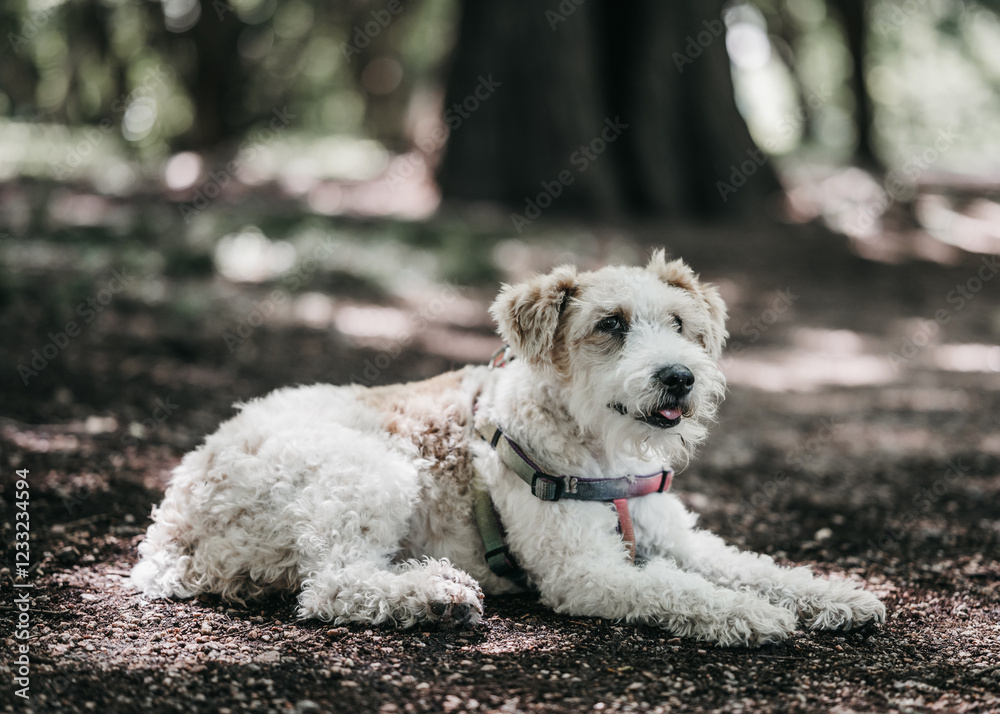 A fox terrier dog is lying on the forest floor, resting in its colorful harness. Sunlight filters through the trees, autumn season. A fox terrier dog is lying on the forest floor, resting in its colorful harness. Sunlight filters through the trees, autumn season.
