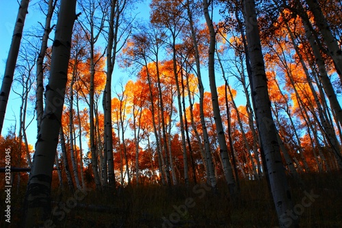 Orange leaves illuminated at sunset in Aspen Grove 