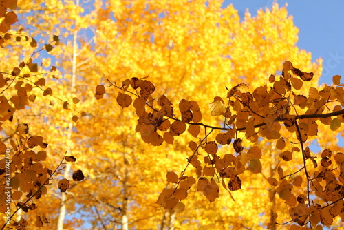 Golden Autumn Leaves close up and in background 