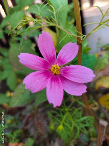 flower in the garden