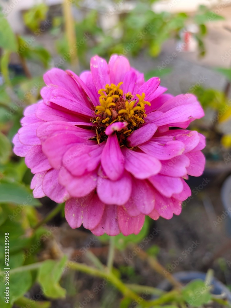 Obraz premium Pink flower