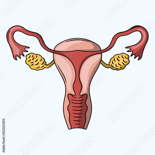 Anatomy of a Healthy Female Reproductive System