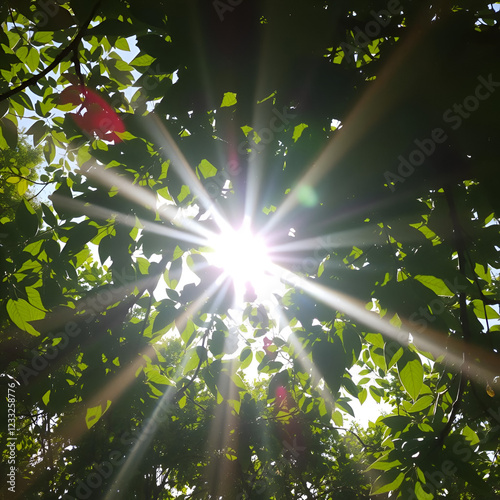 The rays of the sun permeate through the branches of the trees with leaves photo