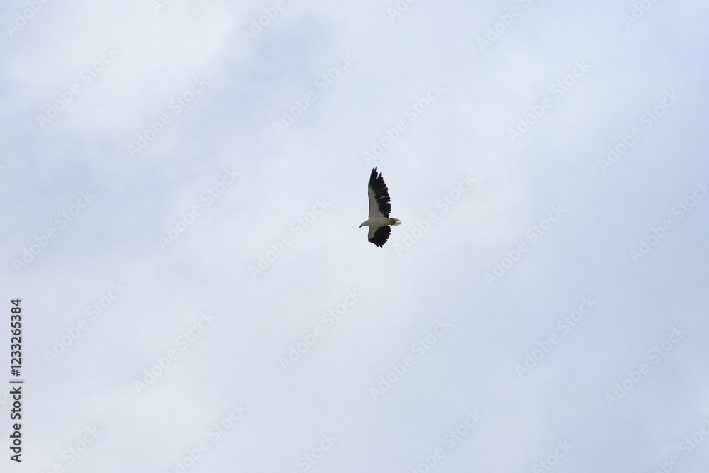 white-bellied sea eagle white-bellied sea eagle