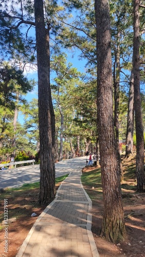 Baguio city on a cold January morning