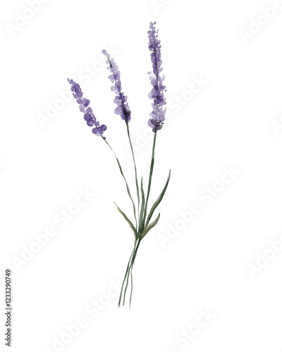 Fototapeta Naklejka Na Ścianę i Meble -  Watercolor lavender flower.  Botanical illustration isolated on transparent background with summer violet, blue flowers for wedding invitations, greeting cards