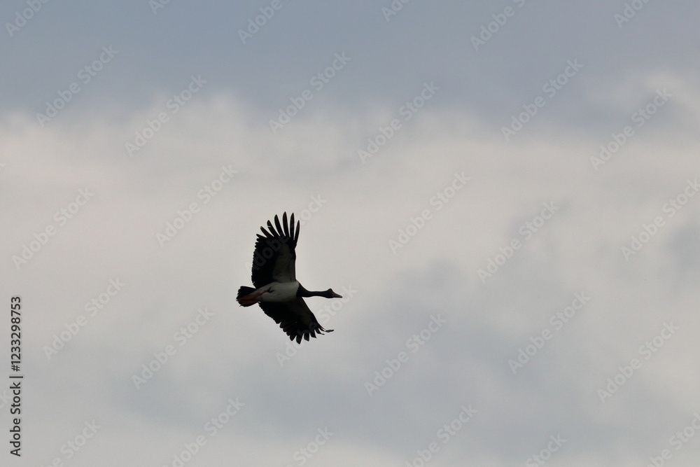 Obraz premium black swan