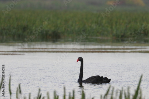Fototapeta Naklejka Na Ścianę i Meble -  black swan