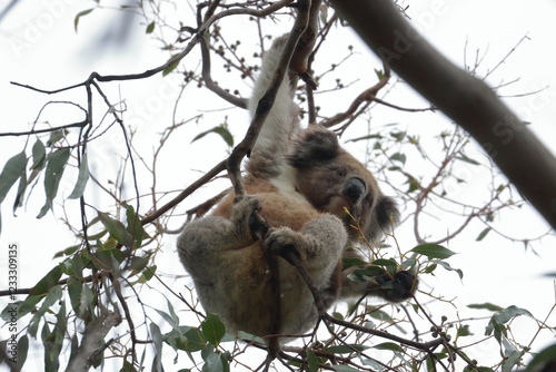 Photography koala