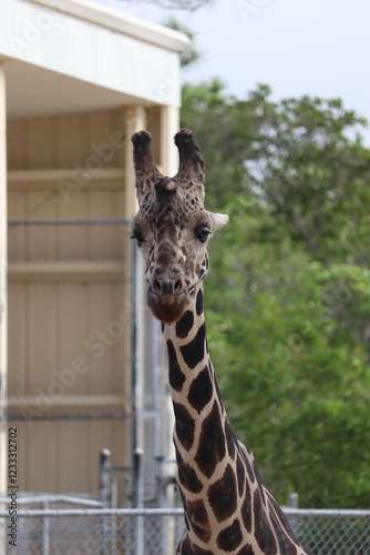 Photography portrait of a giraffe