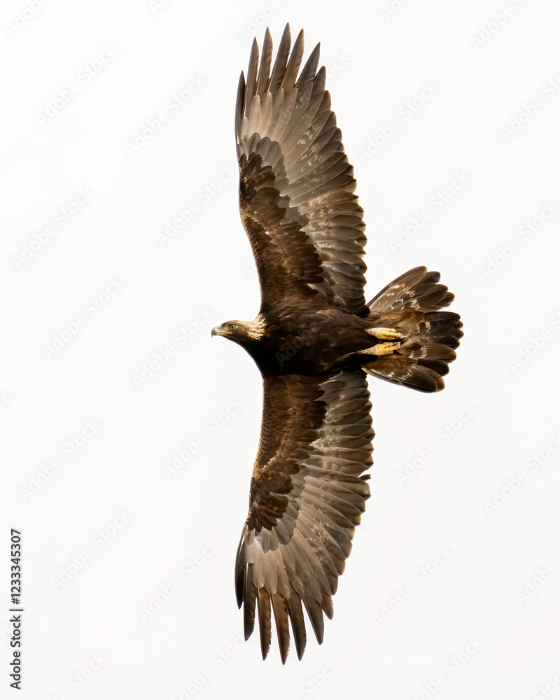 Obraz premium Golden Eagle (Aquila chrysaetos) taken in the Diablo Range of Northern California 