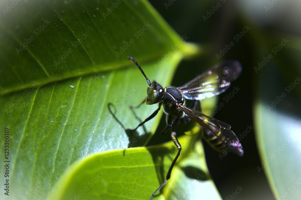 Fototapeta premium dragonfly on a leaf