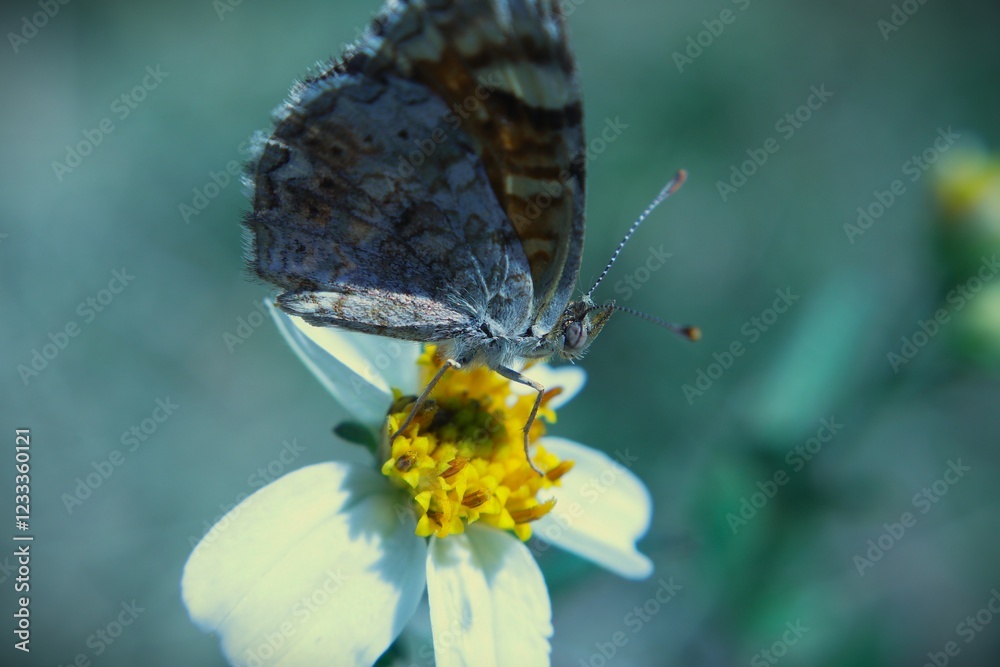 Obraz premium butterfly on a flower
