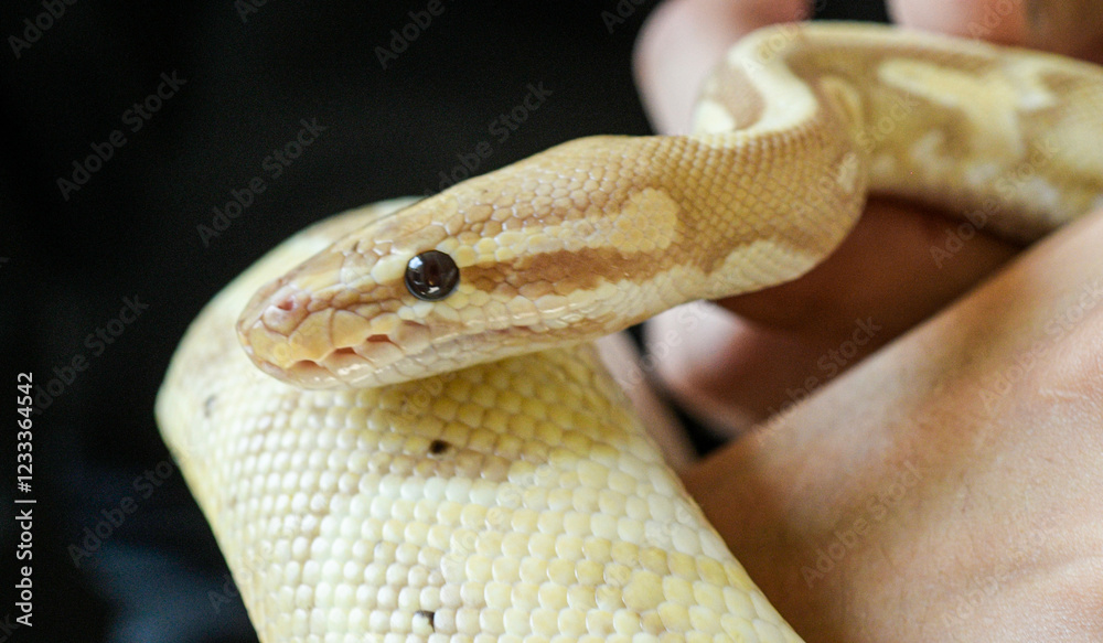 Fototapeta premium close up portrait of yellow python