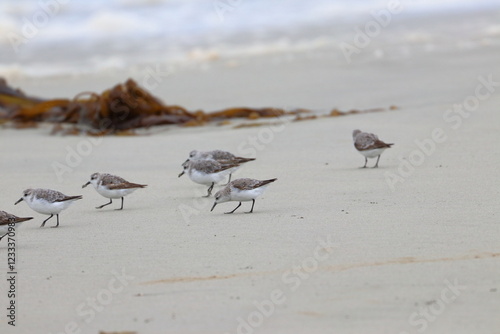Fotografía shorebird
