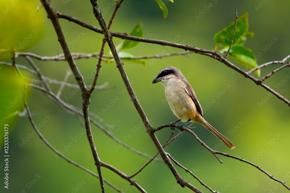 Brown shrike (Lanius cristatus), a small passerine bird that are also called with 'butcher bird' perching on a tree branch in Jurong Lake Gardens, Singapore,, natural green background Brown shrike (Lanius cristatus), a small passerine bird that are also called with 'butcher bird' perching on a tree branch in Jurong Lake Gardens, Singapore,, natural green background