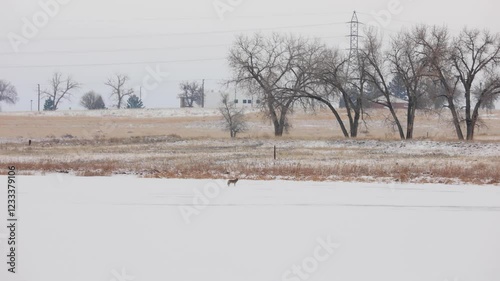 Wallpaper Mural Wildlife Hunting on Frozen Lake, Wild Coyote Hunting Torontodigital.ca
