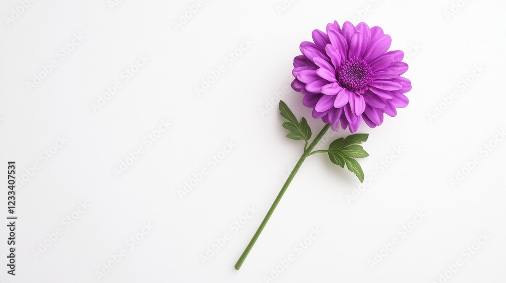 Single Purple Flower with Green Leaves on White Background Single Purple Flower with Green Leaves on White Background