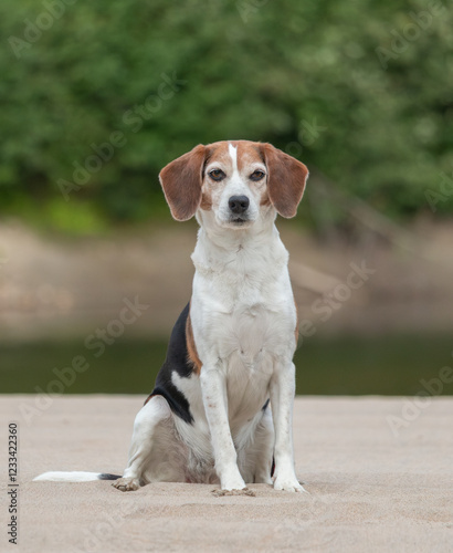 Fotografía Beagle dog sitting on the sand by the river and looking at the camera