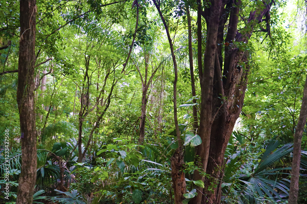 Fototapeta premium Brazilian Atlantic Forest (Mata Atlântica), with its rich and diverse biome.