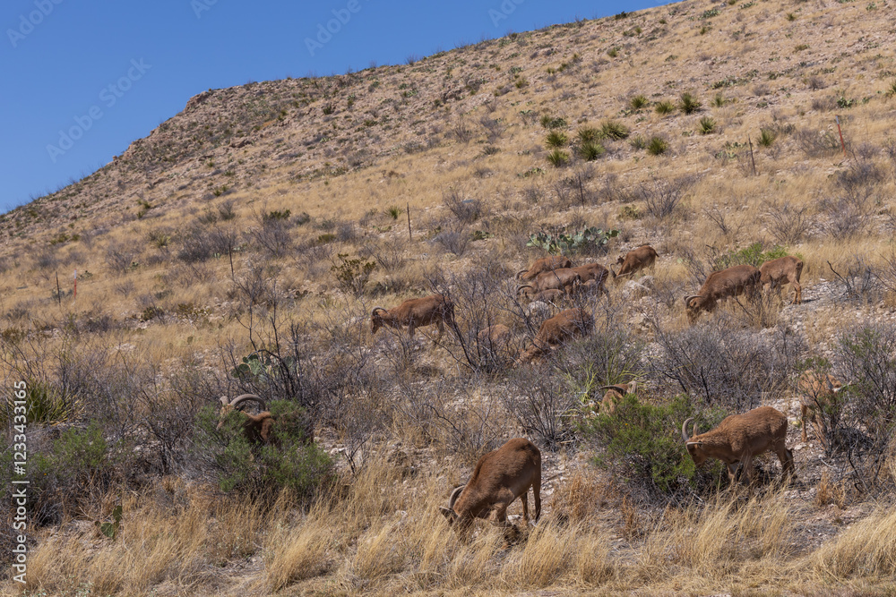 Fototapeta premium Barbary sheep herd in the wild 