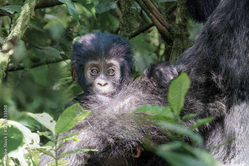 Fototapeta premium Gorilla baby with mom in Uganda in rainforest.