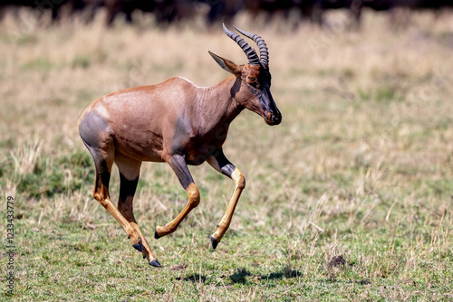 topi antelope in the savannah running photo