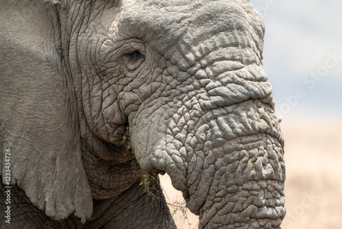 Fototapeta Naklejka Na Ścianę i Meble -  Old elephant without tusks