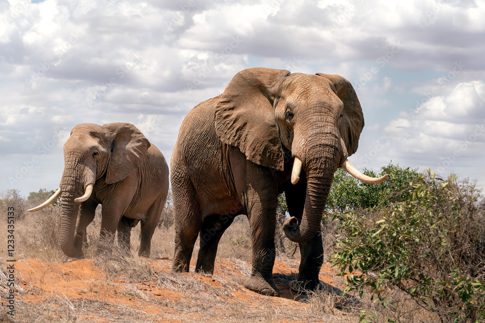 Fototapeta premium Elephants Walking