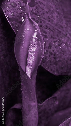 Purple backgrounds flower with water droplets