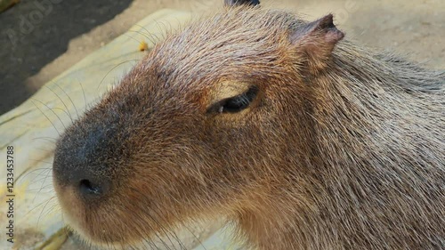 Wallpaper Mural Close up of single capybara cute Torontodigital.ca