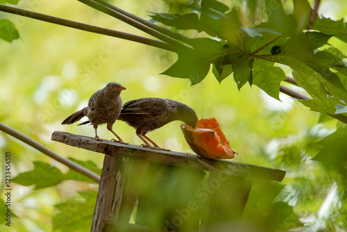 Yellow-Billed Babblers Feeding on a Piece of Fruit in Sri Lanka photo