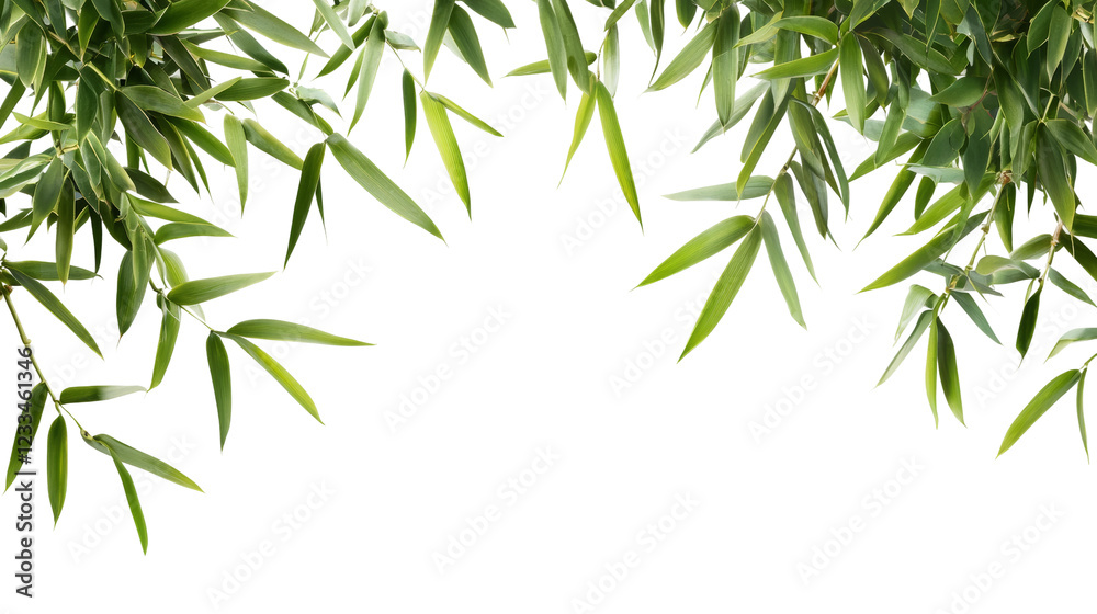 Fototapeta premium Elegant bamboo leaves nature scene white environment close-up view peaceful concept
