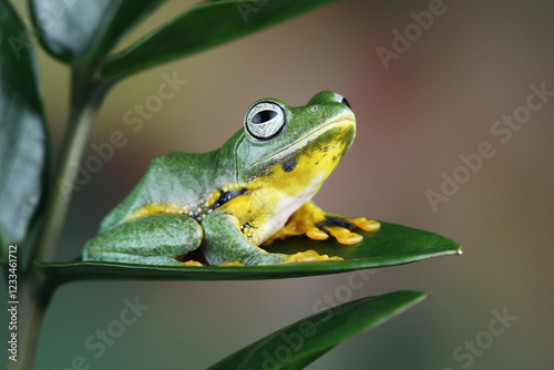 flying tree frog sitting on a green leaf,  close-up of javan tree frogs, rhacophorus reinwardtii photo