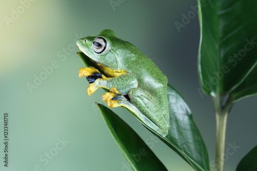 flying tree frog sitting on a green leaf,  close-up of javan tree frogs, rhacophorus reinwardtii photo