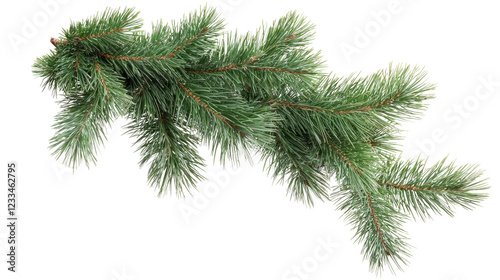 Fresh pine branch nature scene white botanical display close-up view seasonal decor
