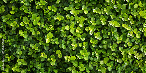 Wallpaper Mural Fresh green clover leaves forming a dense natural background with vibrant foliage and organic texture Torontodigital.ca