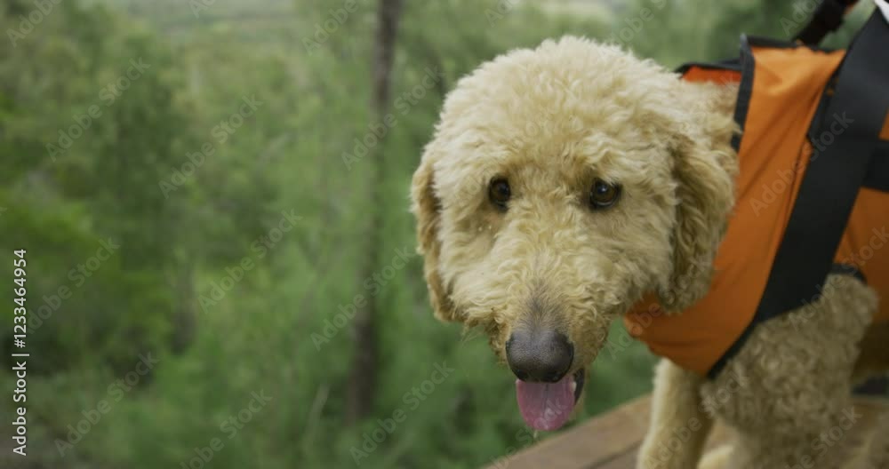Cute dog in harness slobbering on top of platform over tropical forest, closeup steady cam shot