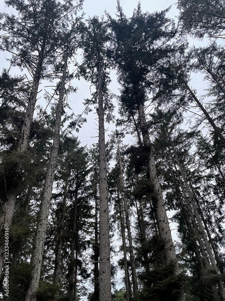 Fototapeta premium Redwoods at Dawn