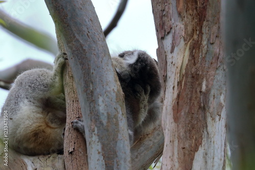 Photography koala