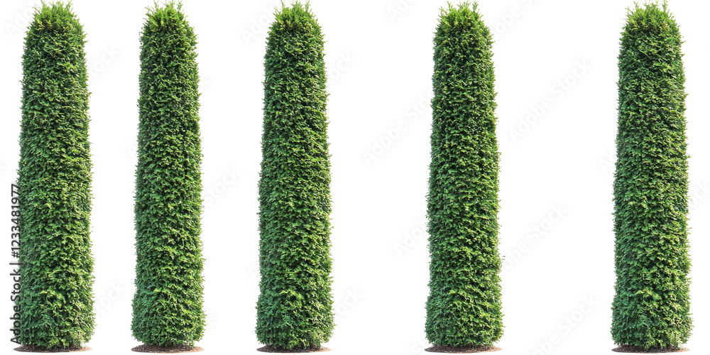 Lush green topiary trees outdoor garden photography nature scene vertical view transparency background white Lush green topiary trees outdoor garden photography nature scene vertical view transparency background white