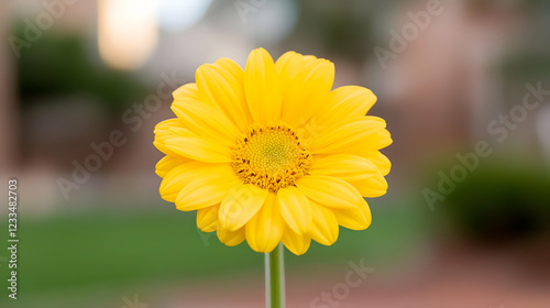 Yellow daisy blooms in garden, blurred background photo