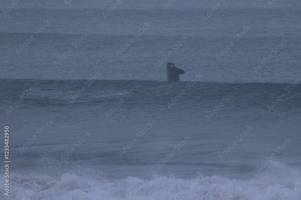 Fototapeta premium southern right whale